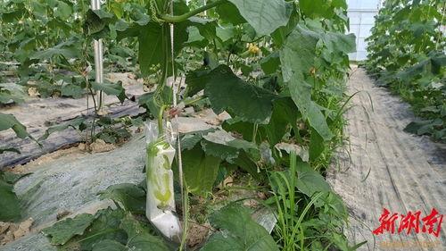 c吃瓜网,c吃瓜网带你领略明星幕后故事